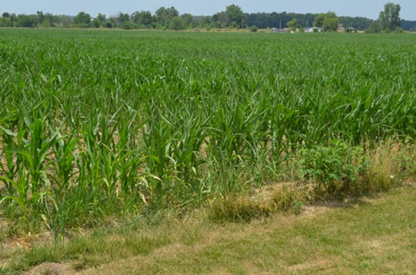 51.5 Acres Offered in 5 tracts, 2 Farm Sites